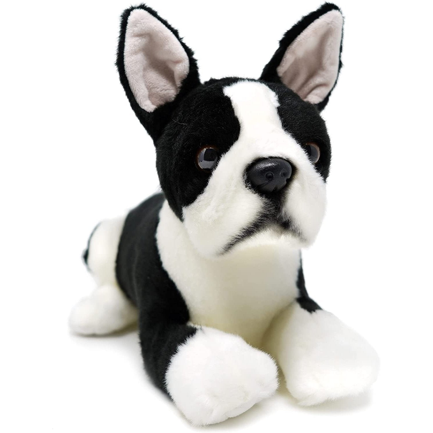 Baxter the Boston Terrier - Neo Essentials Store